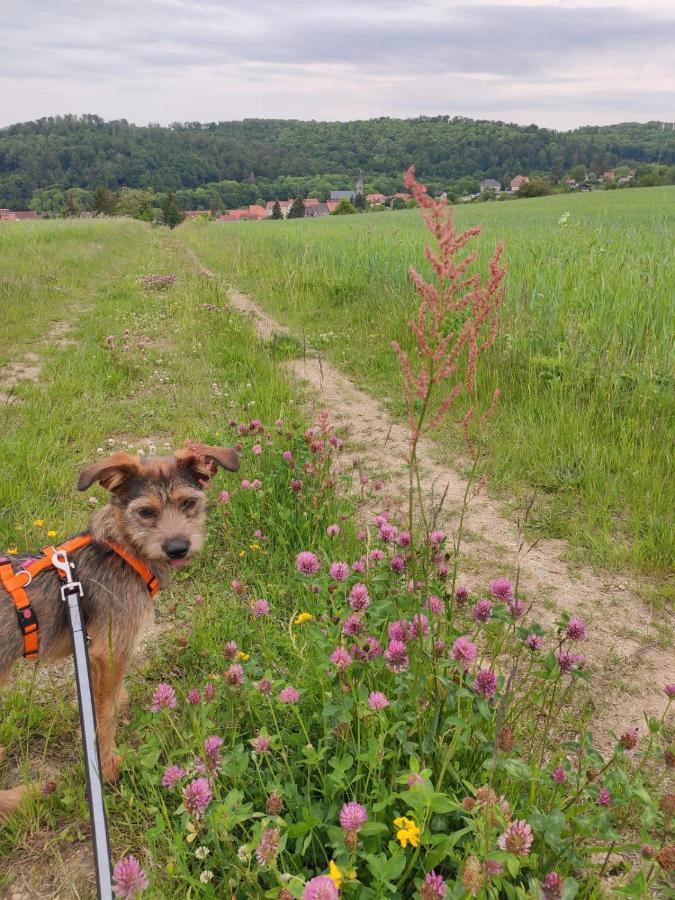 Ferienhaus Blaue Blume Mit 11 Kw Ladestation, Kamin, Terrasse, Eingezaeuntem Garten, Sauna, Wlan, Netflix, 2 Hunde Willkommen! Güntersberge Zewnętrze zdjęcie